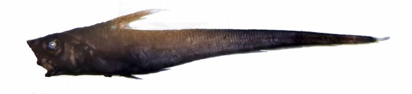 Nezumia spp sclerorhynchus_33223